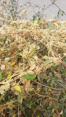 Cuscuta subinclusa