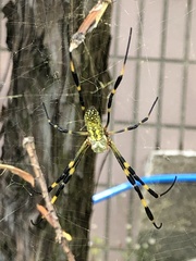 Trichonephila clavata