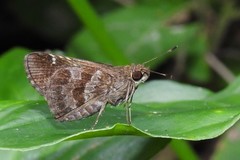 Cymaenes fraus