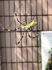 Trichonephila clavata