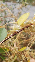 Cuscuta subinclusa
