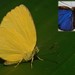 Mariposa Blanquita Amarillenta - Photo (c) delmer jonathan, algunos derechos reservados (CC BY-NC), subido por delmer jonathan