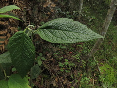 Piper artanthe