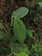 Piper artanthe