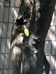 Trichonephila clavata