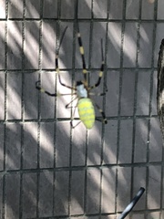 Trichonephila clavata