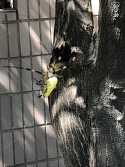 Trichonephila clavata