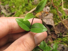 Mikania laurifolia