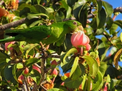 Psittacara leucophthalmus