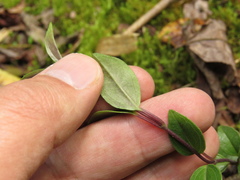 Mikania laurifolia