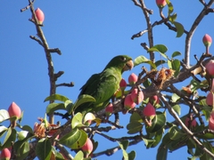 Psittacara leucophthalmus