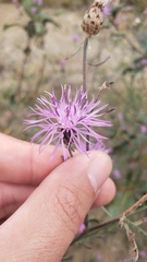 Centaurea stoebe australis