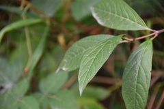 Lonicera involucrata