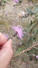 Centaurea stoebe australis