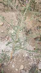 Centaurea stoebe australis