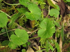 Hydrocotyle bonplandii