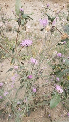 Centaurea stoebe australis