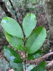 Cassipourea malosana