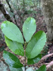 Cassipourea malosana