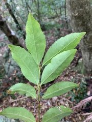 Cassipourea malosana