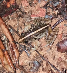 Minervarya kirtisinghei