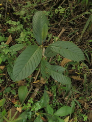 Frangula sphaerosperma