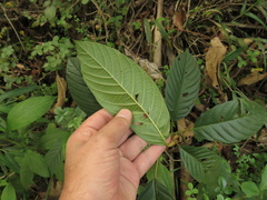 Frangula sphaerosperma
