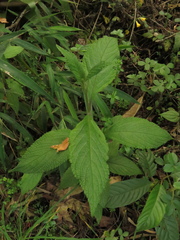 Lippia hirsuta