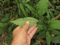 Lippia hirsuta