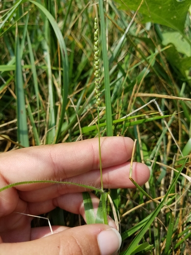 Paspalum setaceum iNat (3)