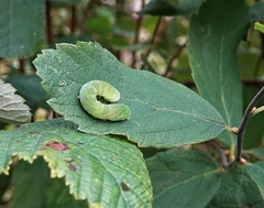 Euplexia