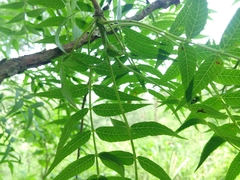 Bursera multijuga