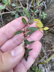 Crocanthemum bicknellii