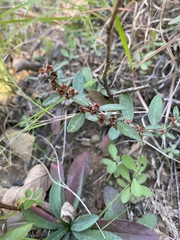 Crocanthemum bicknellii