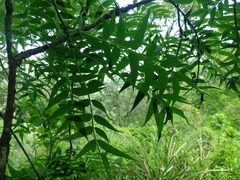 Bursera multijuga