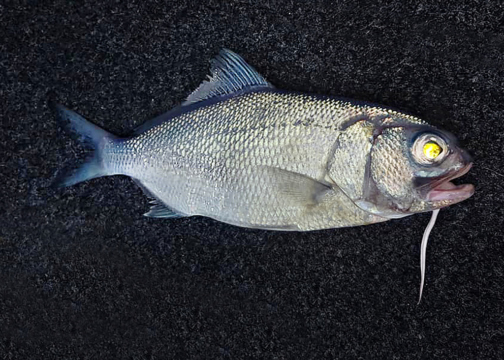 Busakhin's Beardfish