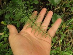 Asplenium cladolepton