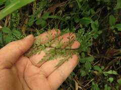 Asplenium cladolepton
