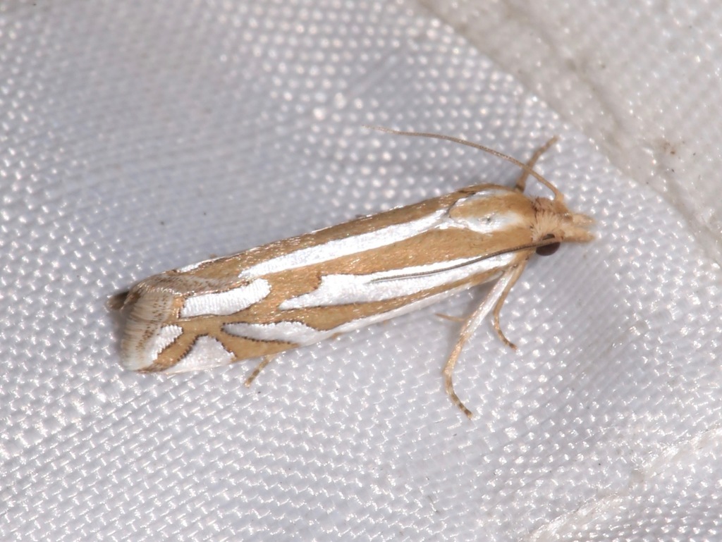 Snakeweed Borer Moth