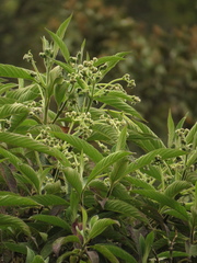Lippia hirsuta