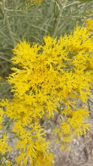 Ericameria nauseosa speciosa