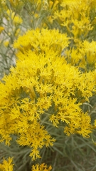 Ericameria nauseosa speciosa