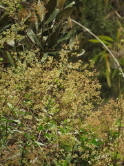 Valeriana clematitis