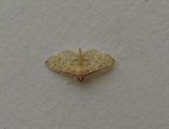 Polygrammodes flavidalis