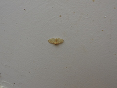 Polygrammodes flavidalis