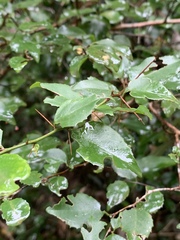 Gymnosporia harveyana harveyana
