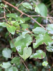 Gymnosporia harveyana harveyana