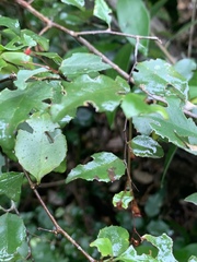 Gymnosporia harveyana harveyana