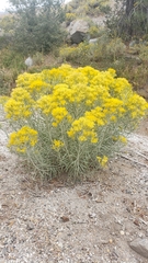 Ericameria nauseosa speciosa