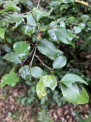 Gymnosporia harveyana harveyana